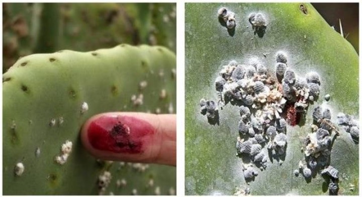 Benarkah Pewarna Alami Karmin Berasal dari Serangga? Ya, Karmin Serangga